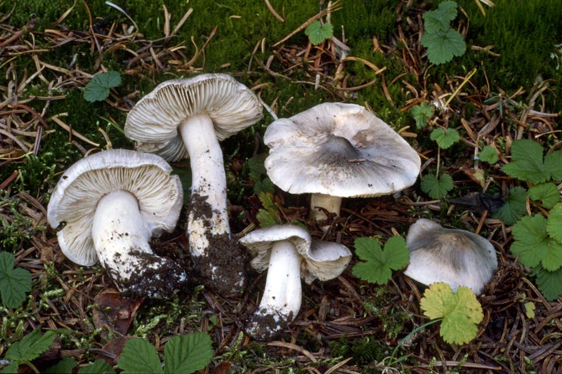 Tricholoma subacutum